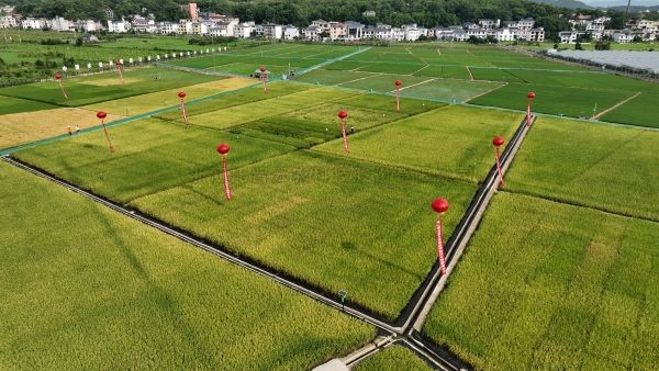 湘东区现代化制种基地，数智赋能让“赣鄱粮仓”更有底气！