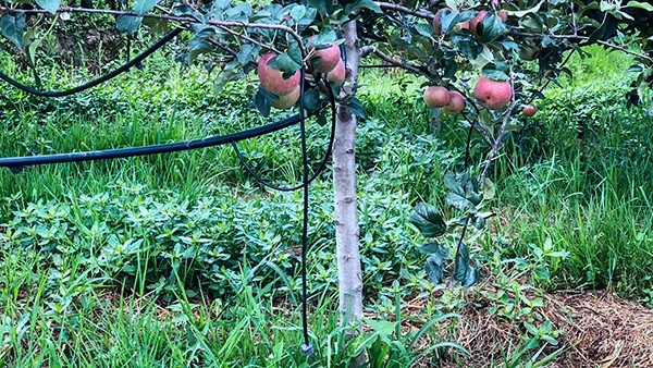 石林县引进丝瓜污视频水肥一体化技术打造高原生态农业示范区