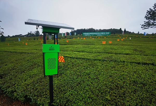 五峰仁和坪镇道家湾茶园里的丝瓜污视频杀虫灯